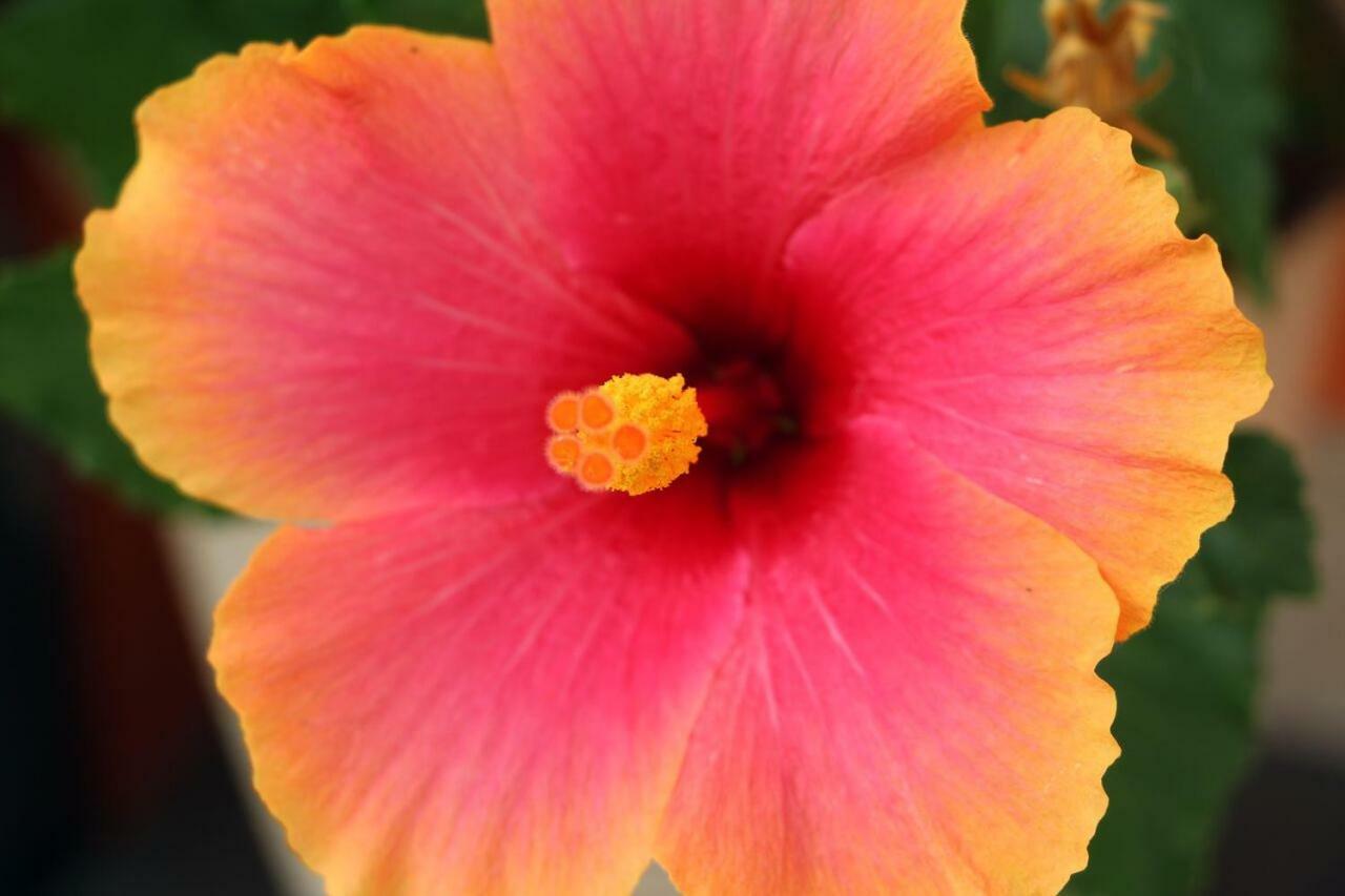 ונטימיגליה Agriturismo Un Mare Di Fiori מראה חיצוני תמונה
